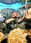珊瑚鱼风景片(QMV)
